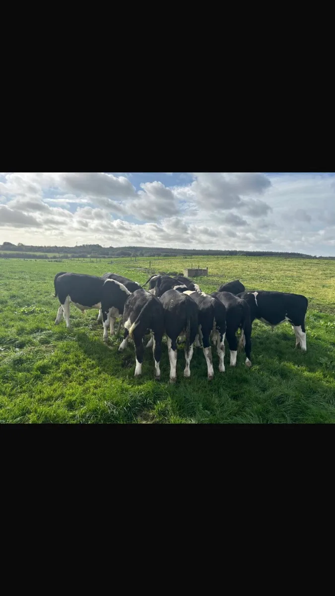 HOMEBRED BULL WEANING S NO MOVEMENTS - Image 2