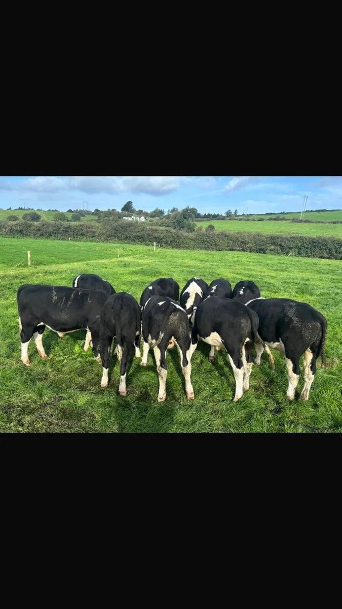 HOMEBRED BULL WEANING S NO MOVEMENTS - Image 3
