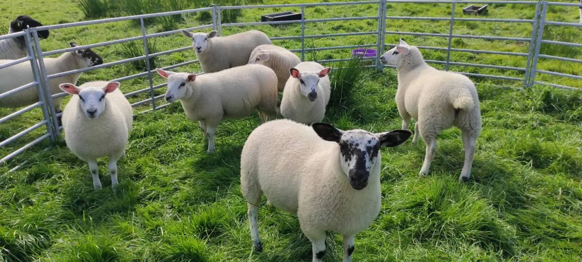 Texel Cross Ewe Lambs - Image 1