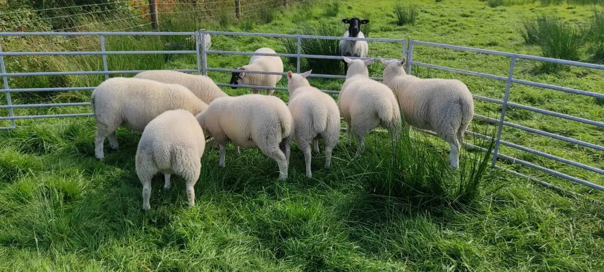 Texel Cross Ewe Lambs - Image 3
