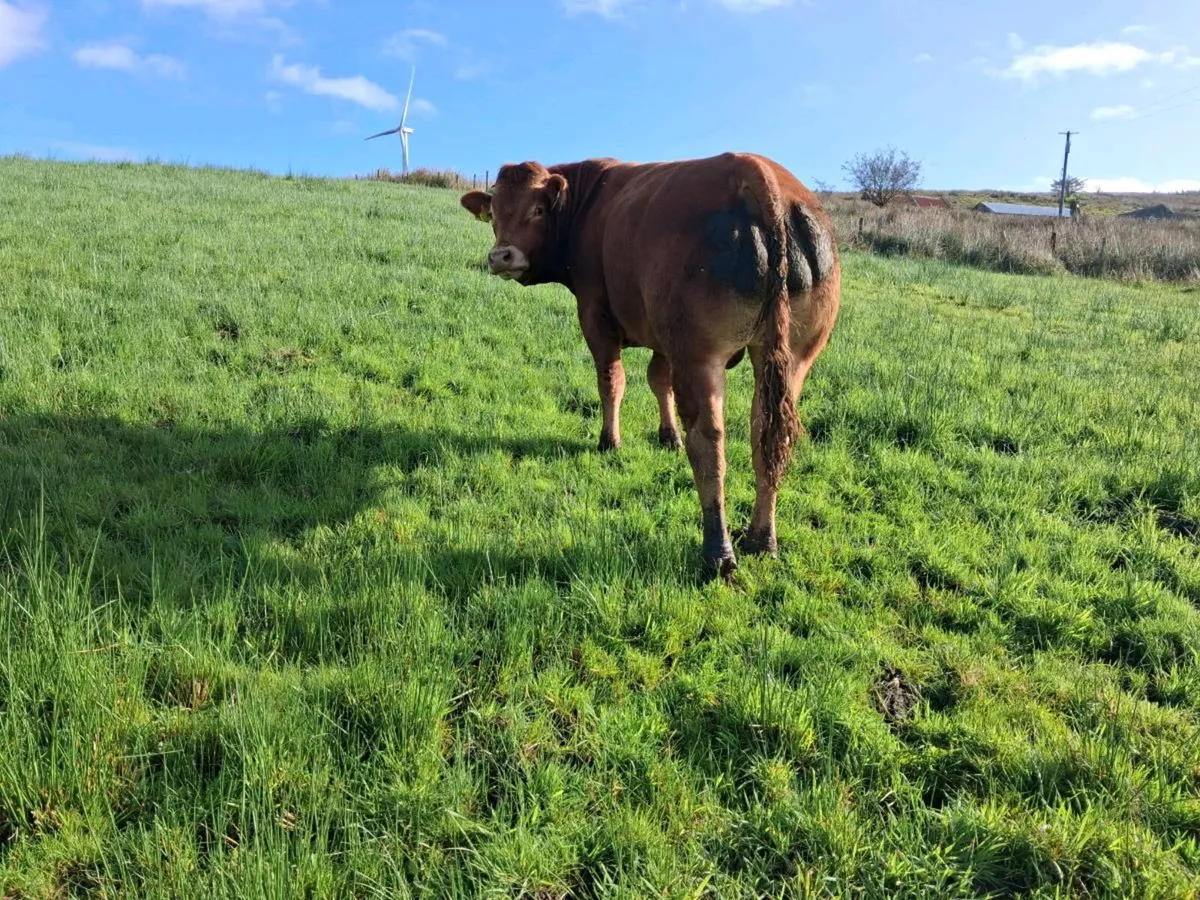 Pbr limousin bull - Image 4