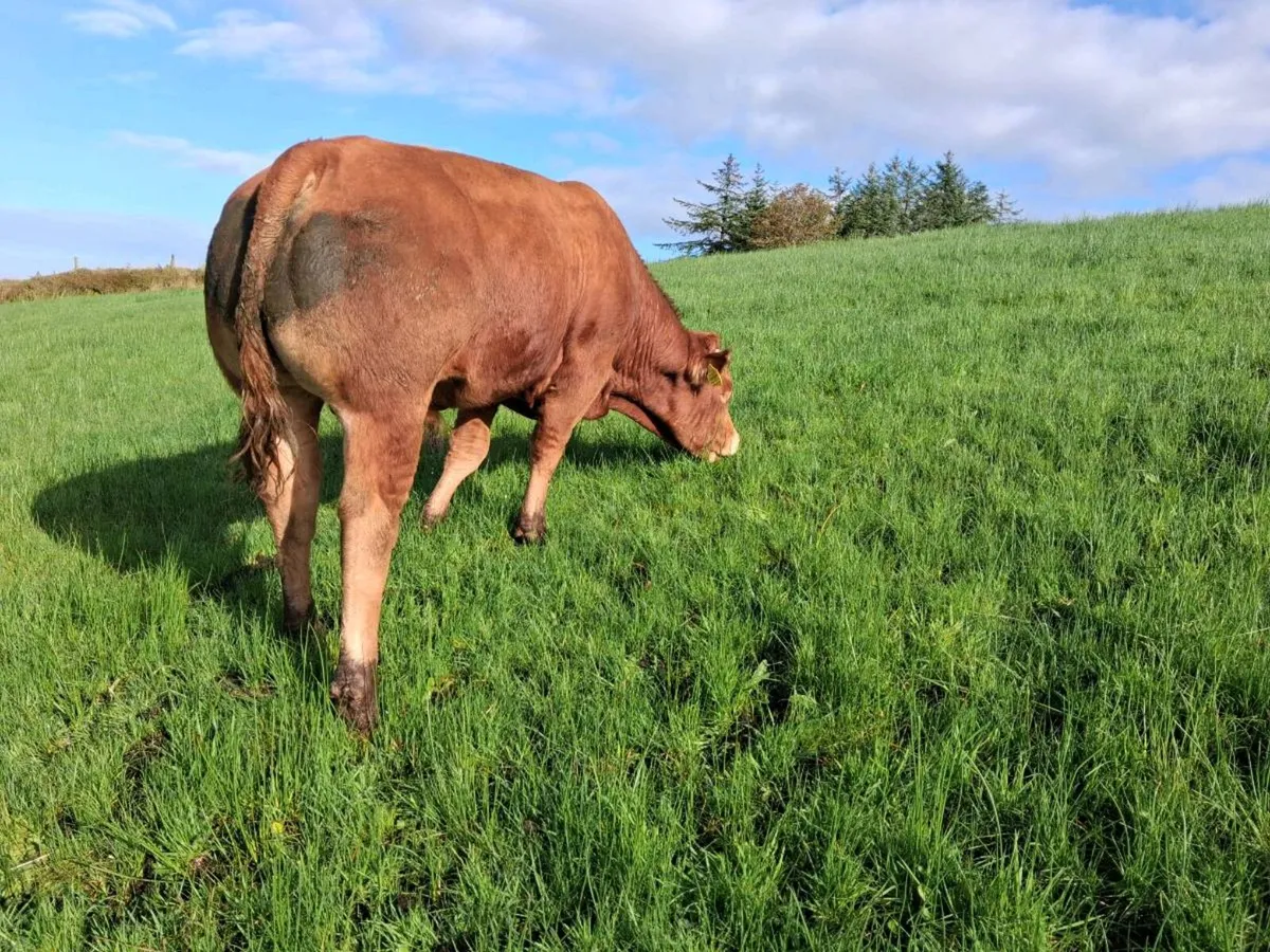 Pbr limousin bull - Image 3
