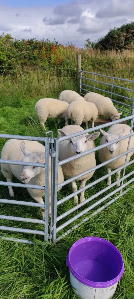 Texel Cross Ewe Lambs - Image 4