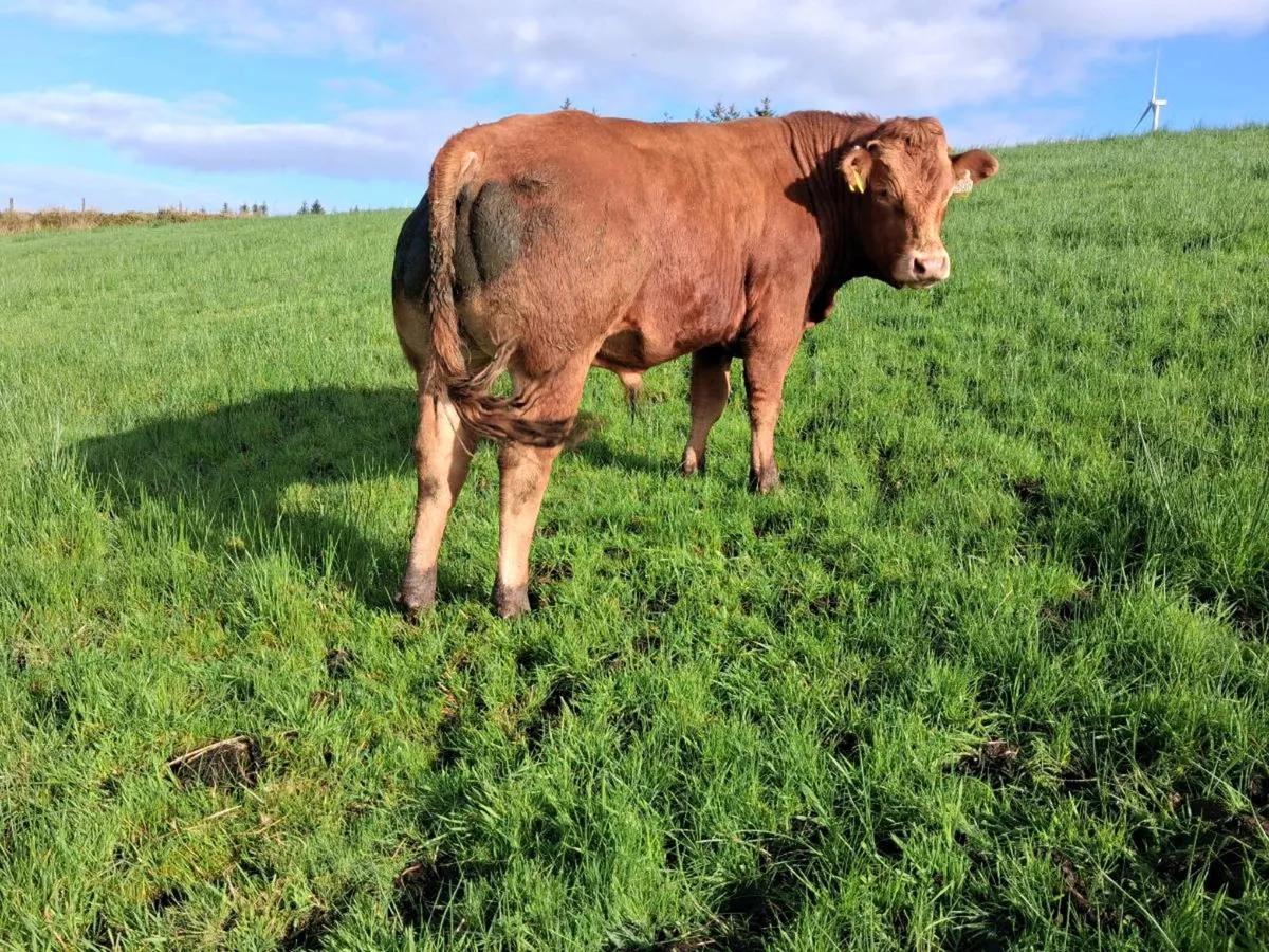 Pbr limousin bull - Image 2