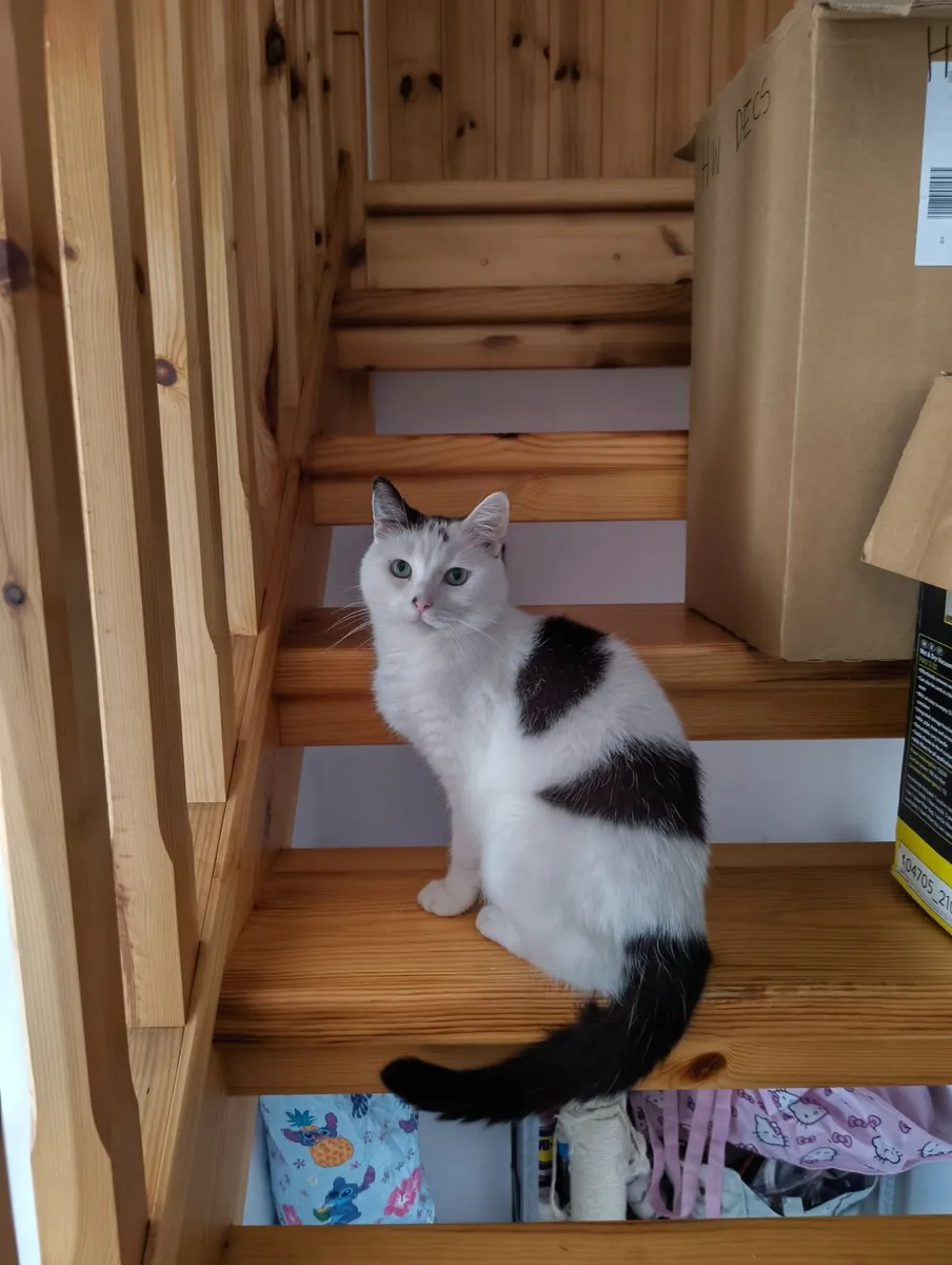 Lovely black and white cat - Image 2