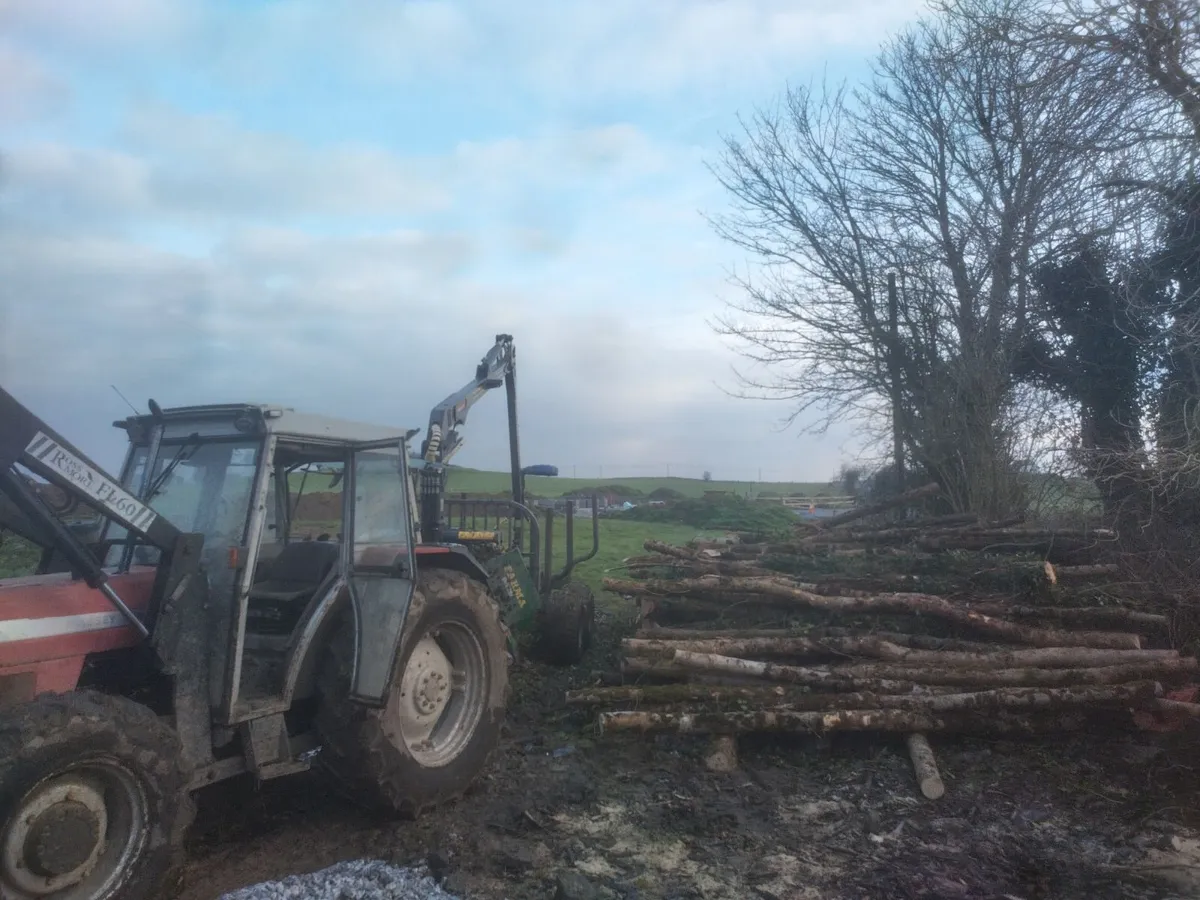 Firewood: Trailer load of Ash logs - Image 4
