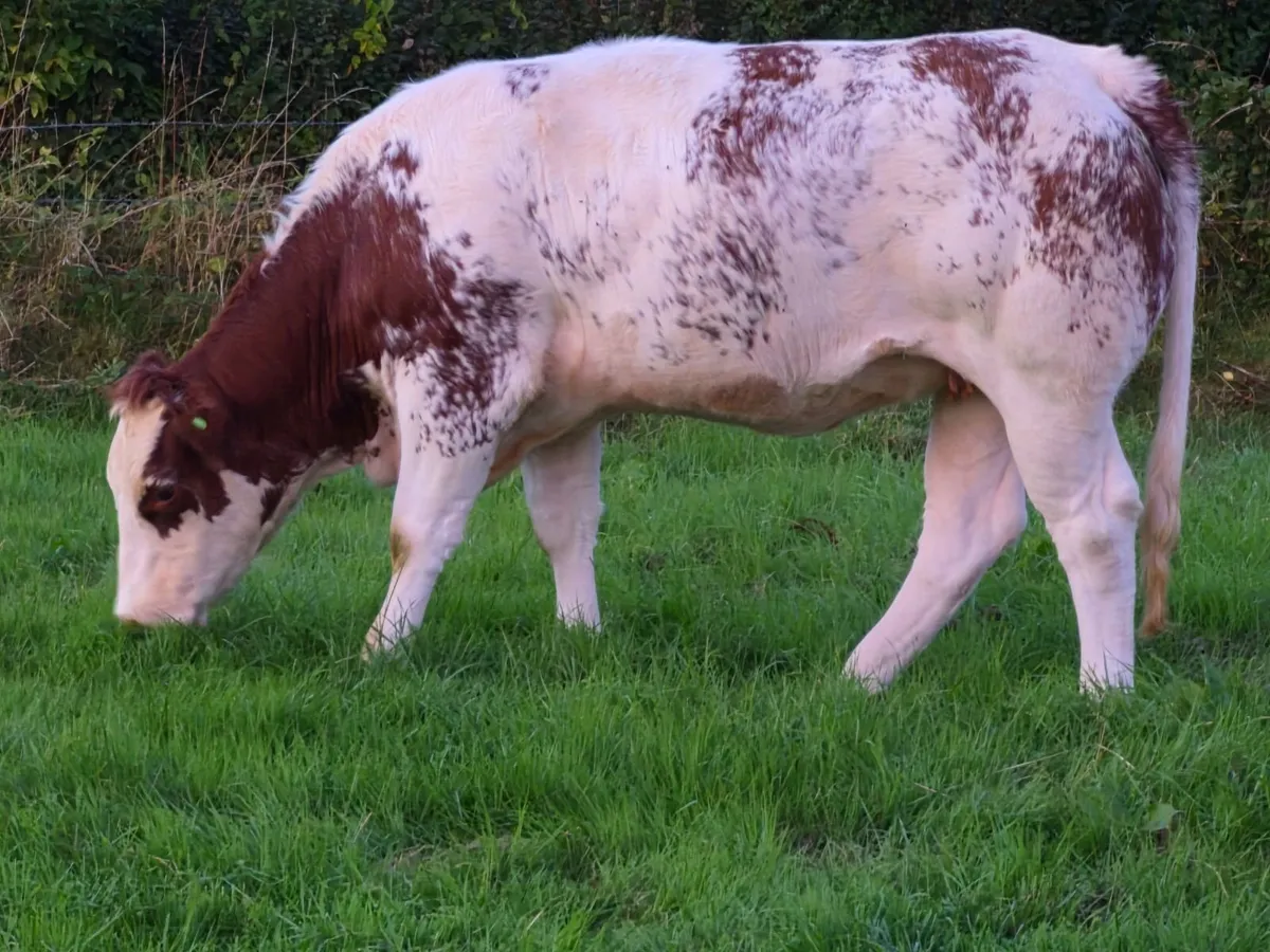 A.I. BBX Breeding Heifer - Image 3