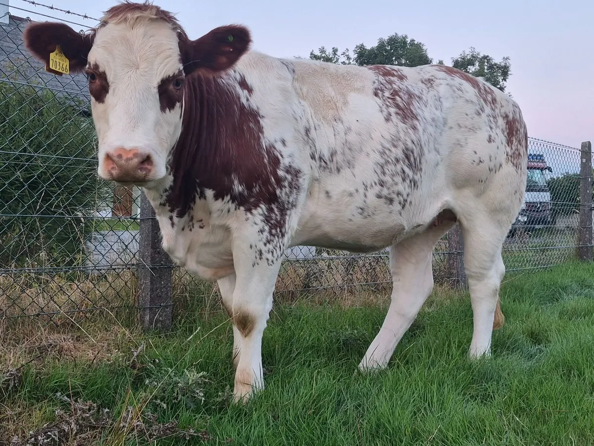 A.I. BBX Breeding Heifer - Image 1