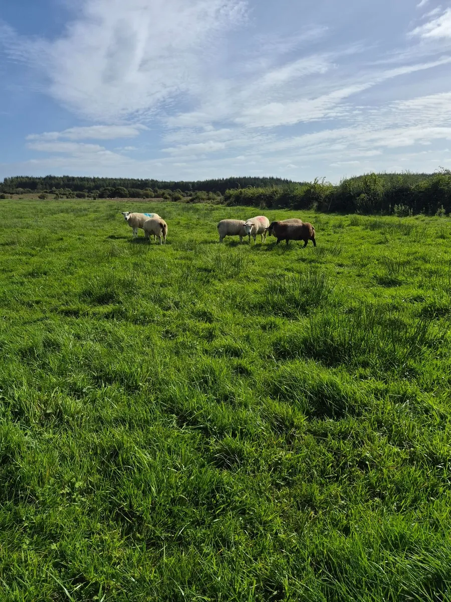 Organic Sheep - Image 1
