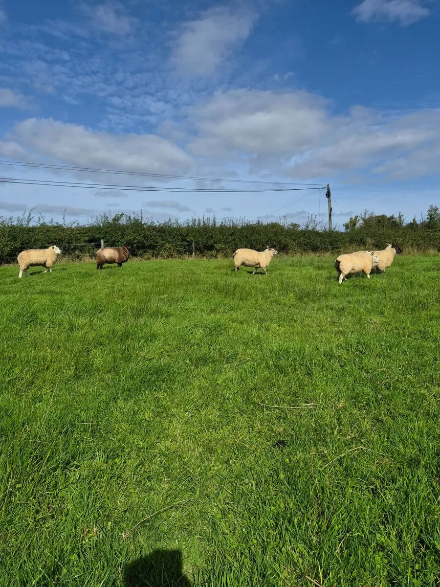 Organic Sheep - Image 2