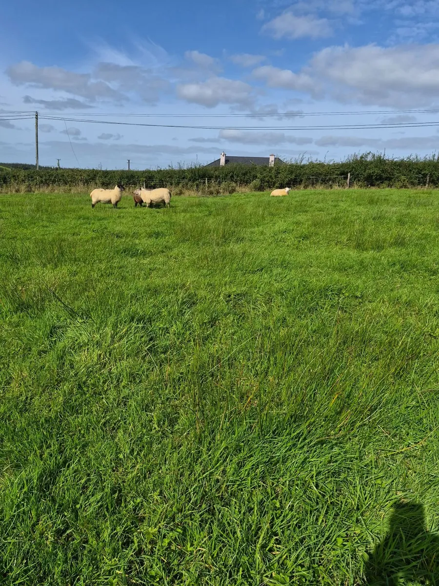 Organic Sheep - Image 4