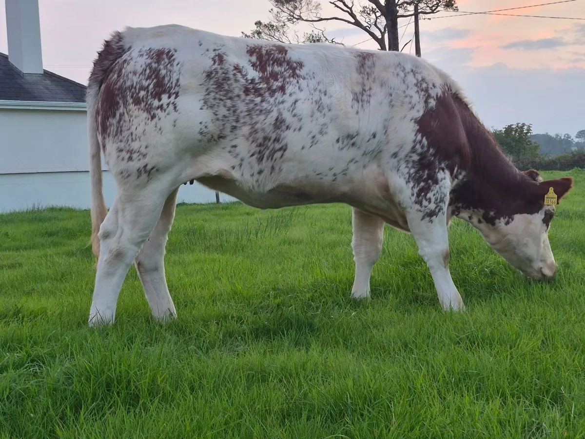 A.I. BBX Breeding Heifer - Image 4