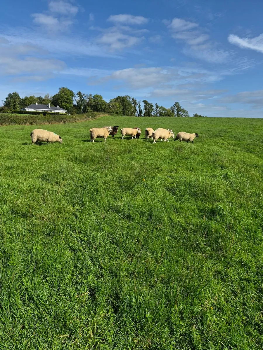 Organic Sheep - Image 3