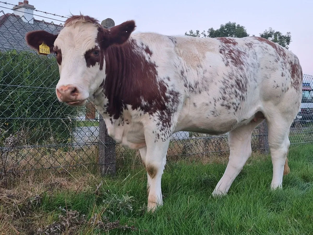 A.I. BBX Breeding Heifer - Image 2