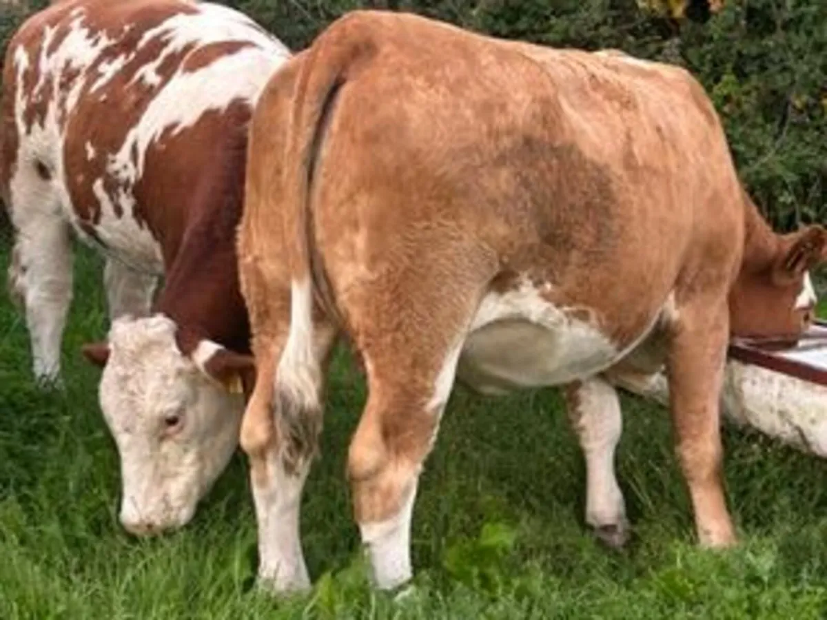 22 in calf Sim X Lim X heifers in Elphin Mart - Image 2