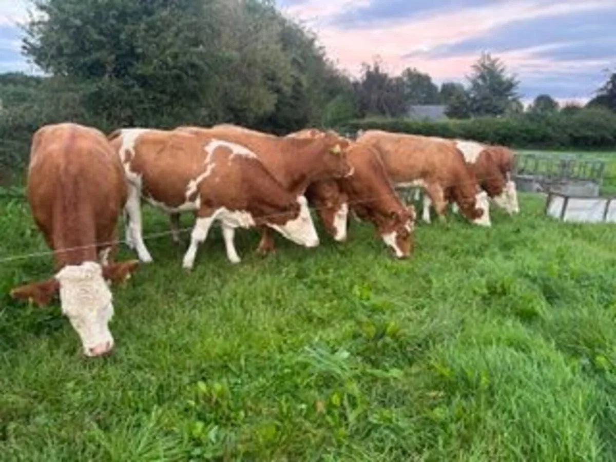 22 in calf Sim X Lim X heifers in Elphin Mart - Image 3
