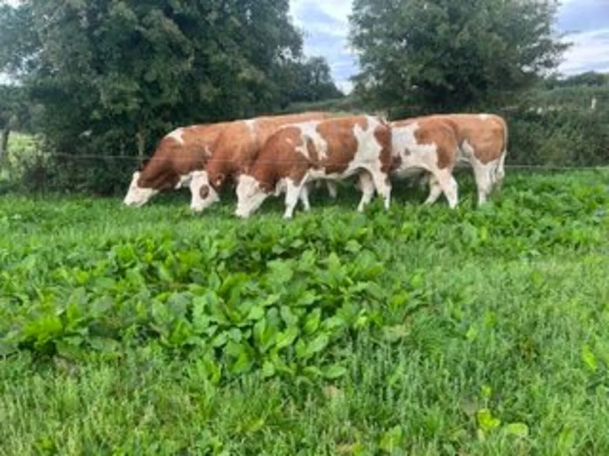 22 in calf Sim X Lim X heifers in Elphin Mart - Image 1