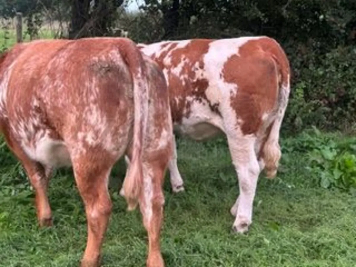 22 in calf Sim X Lim X heifers in Elphin Mart - Image 4