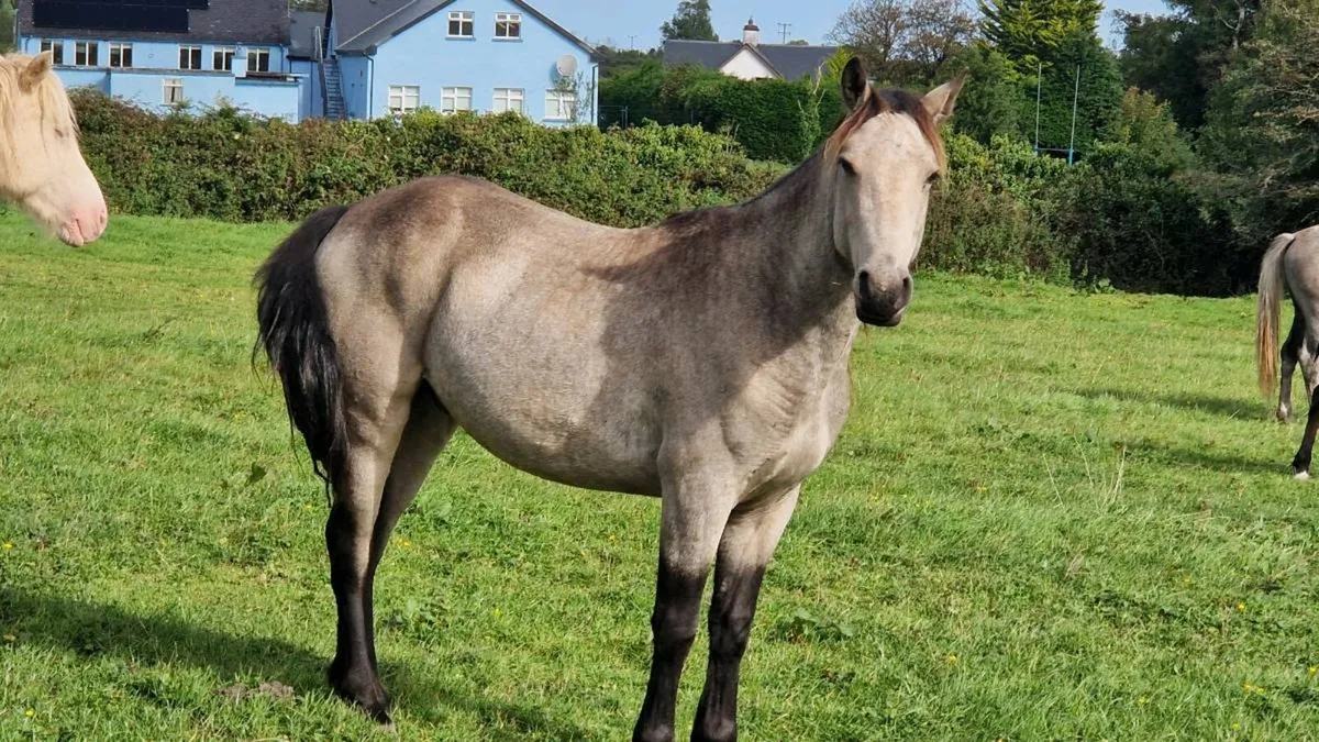 3yo Connemara Geldings - Image 3