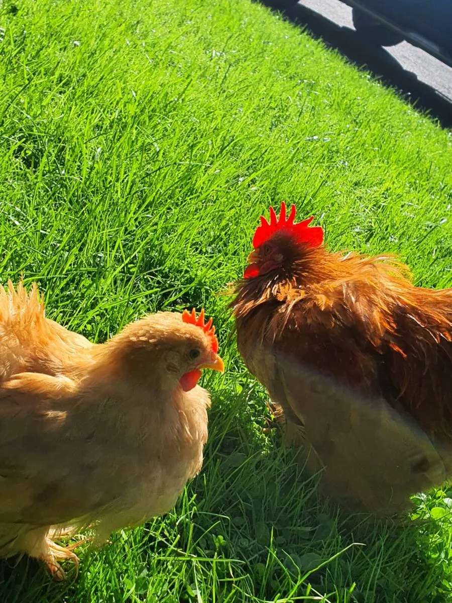 Buff Pekin rosters - Image 1