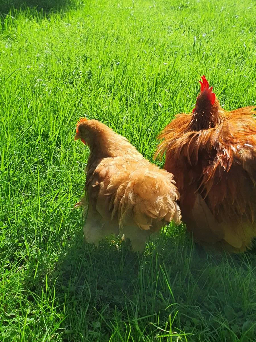 Buff Pekin rosters - Image 2