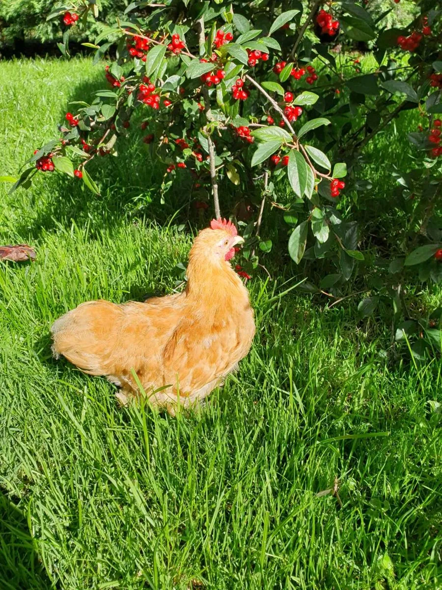Buff Pekin rosters - Image 3