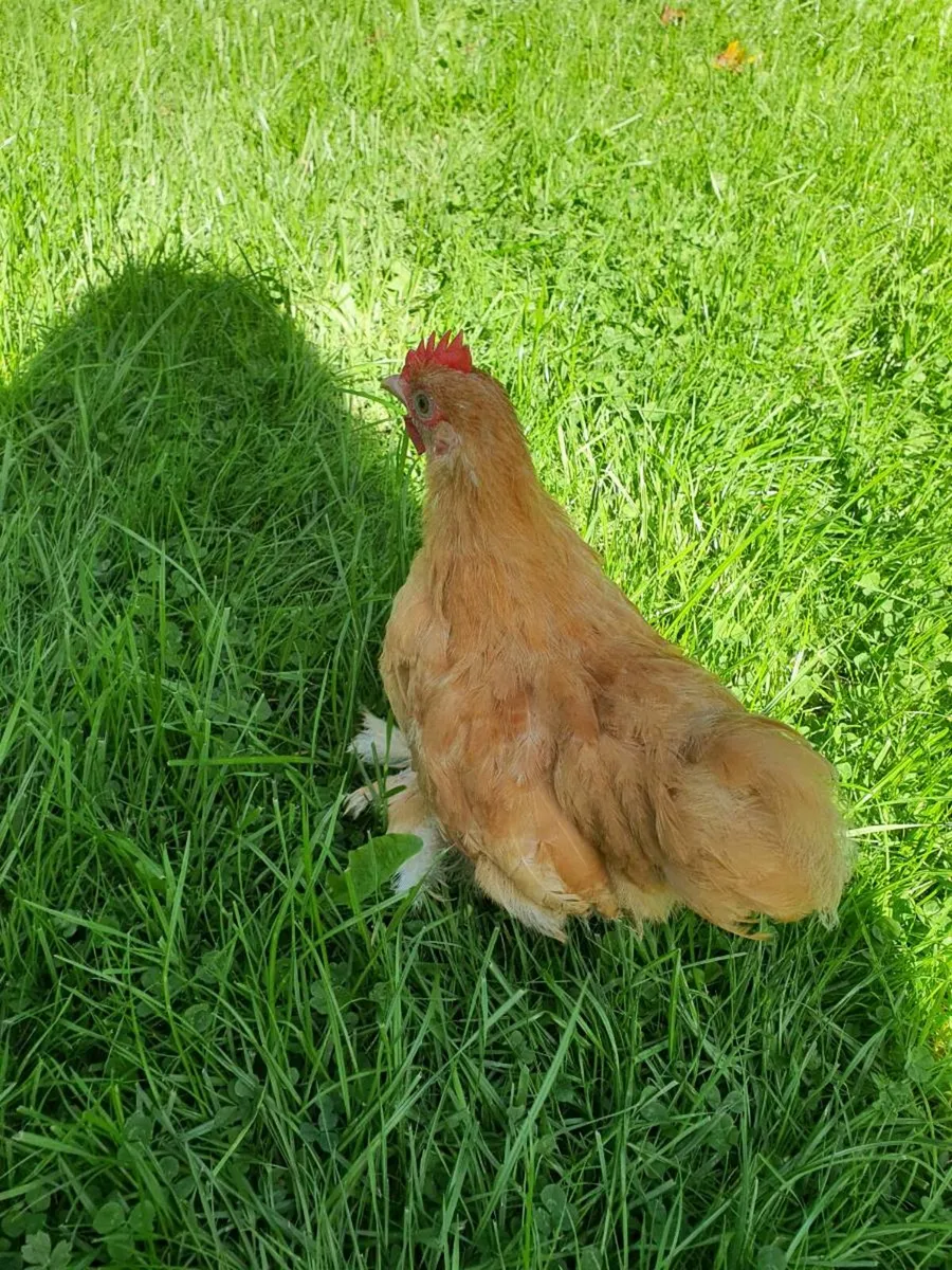 Buff Pekin rosters - Image 4