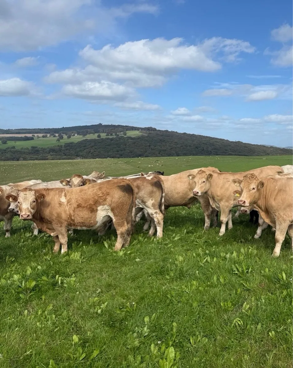 Charolais bullocks  going to Kilkenny mart Thursda - Image 1