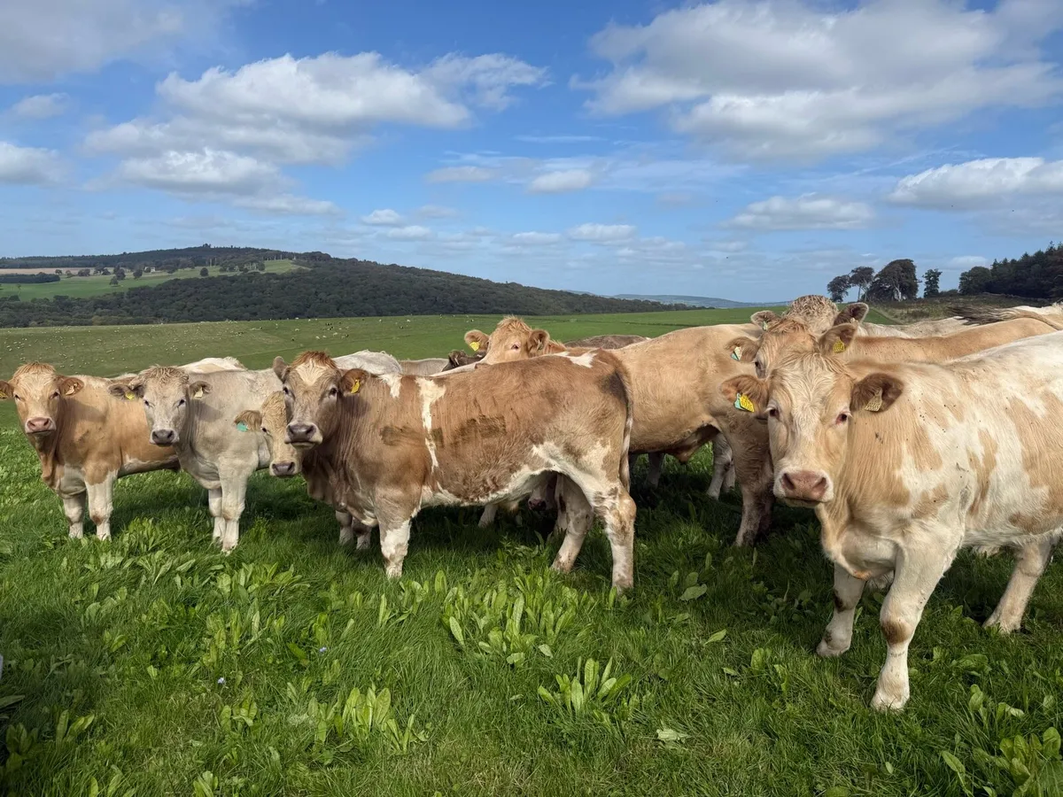 Charolais bullocks  going to Kilkenny mart Thursda - Image 4