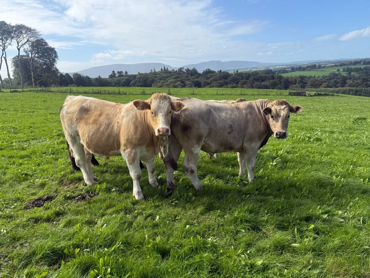Charolais bullocks  going to Kilkenny mart Thursda - Image 2