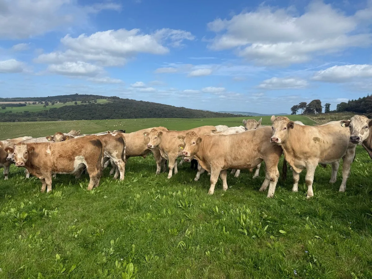 Charolais bullocks  going to Kilkenny mart Thursda - Image 3
