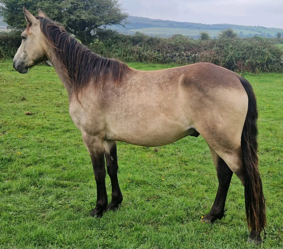 3yo Connemara Geldings - Image 2