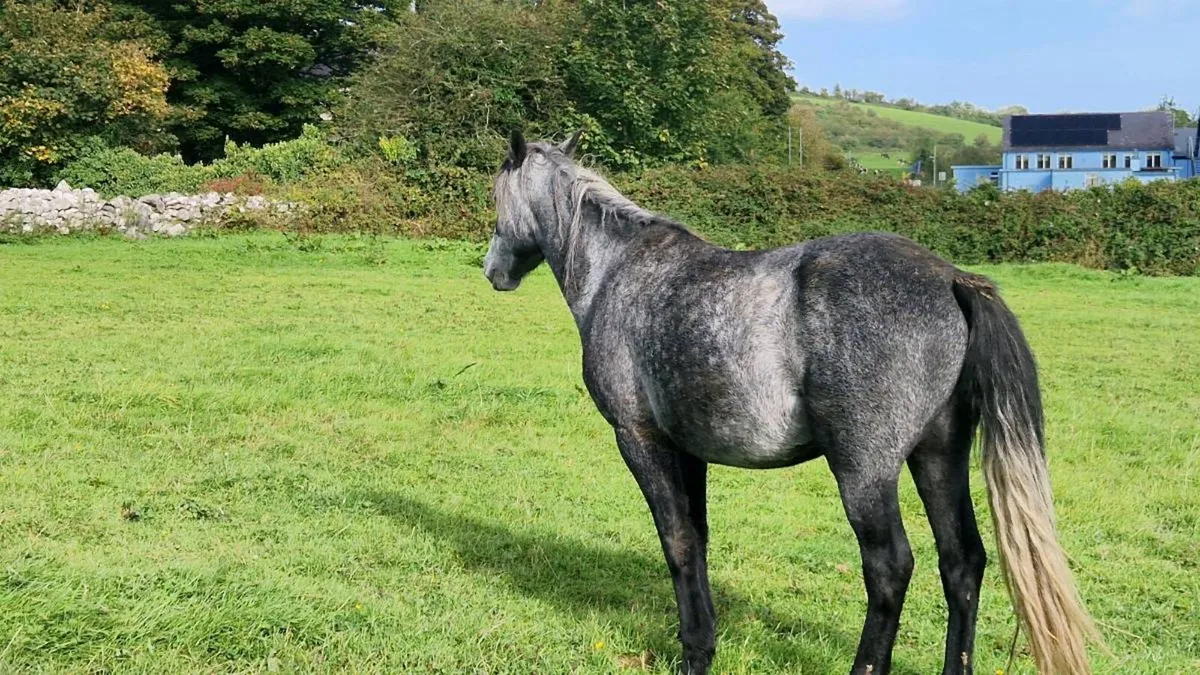 3yo Connemara Geldings - Image 4