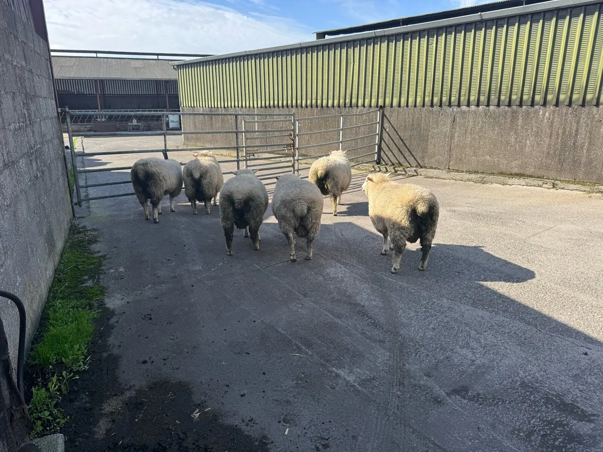 Pbr Galway ram lambs - Image 2