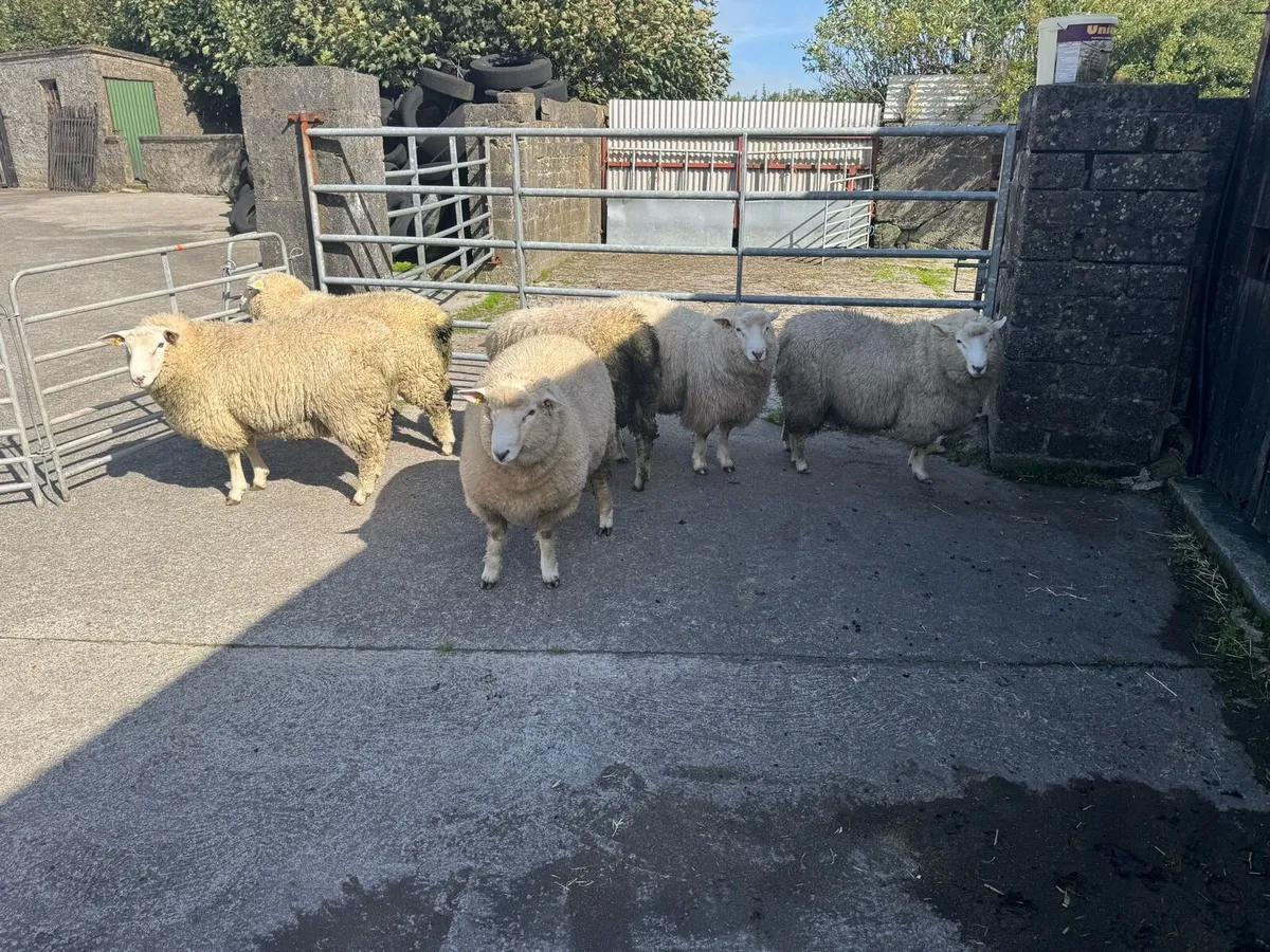 Pbr Galway ram lambs - Image 3