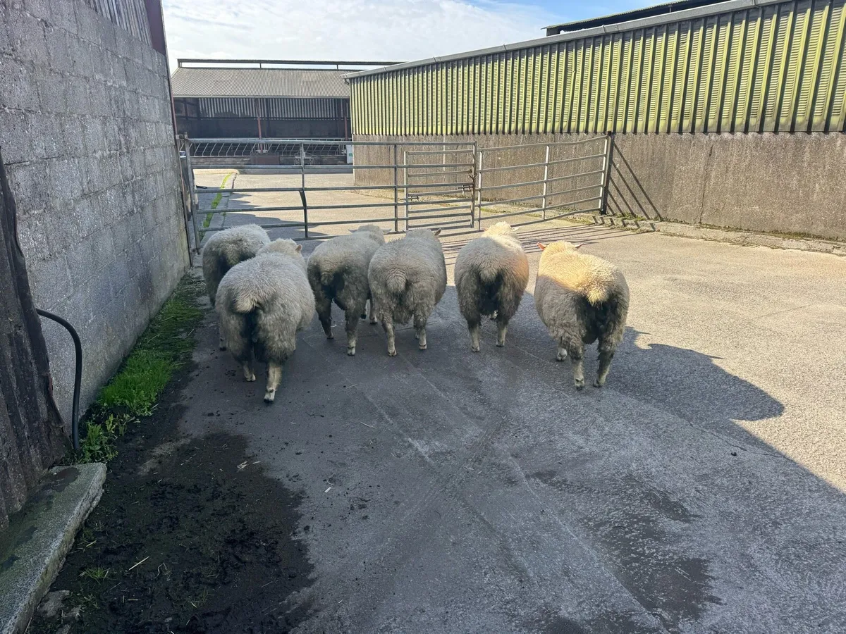 Pbr Galway ram lambs - Image 4