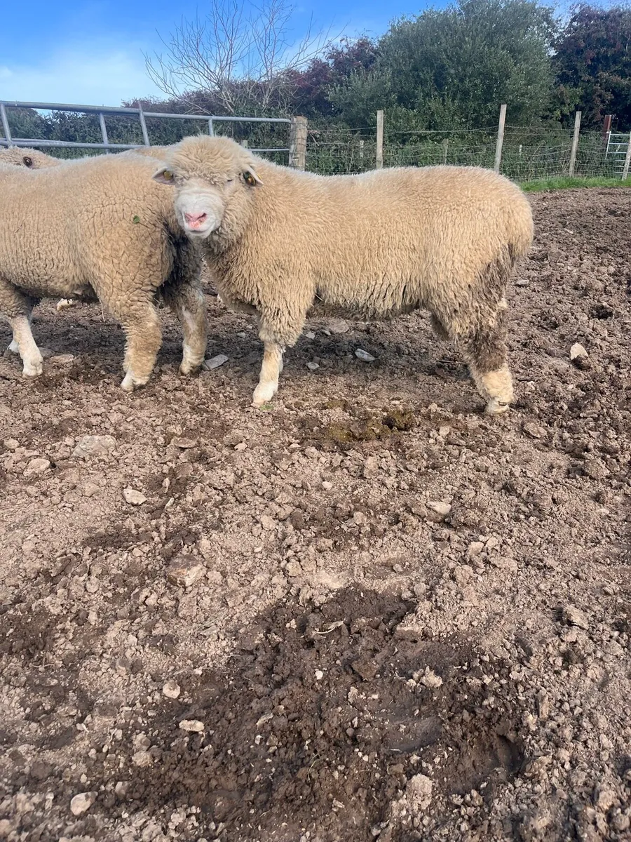 PBR polled Dorset rams - Image 1