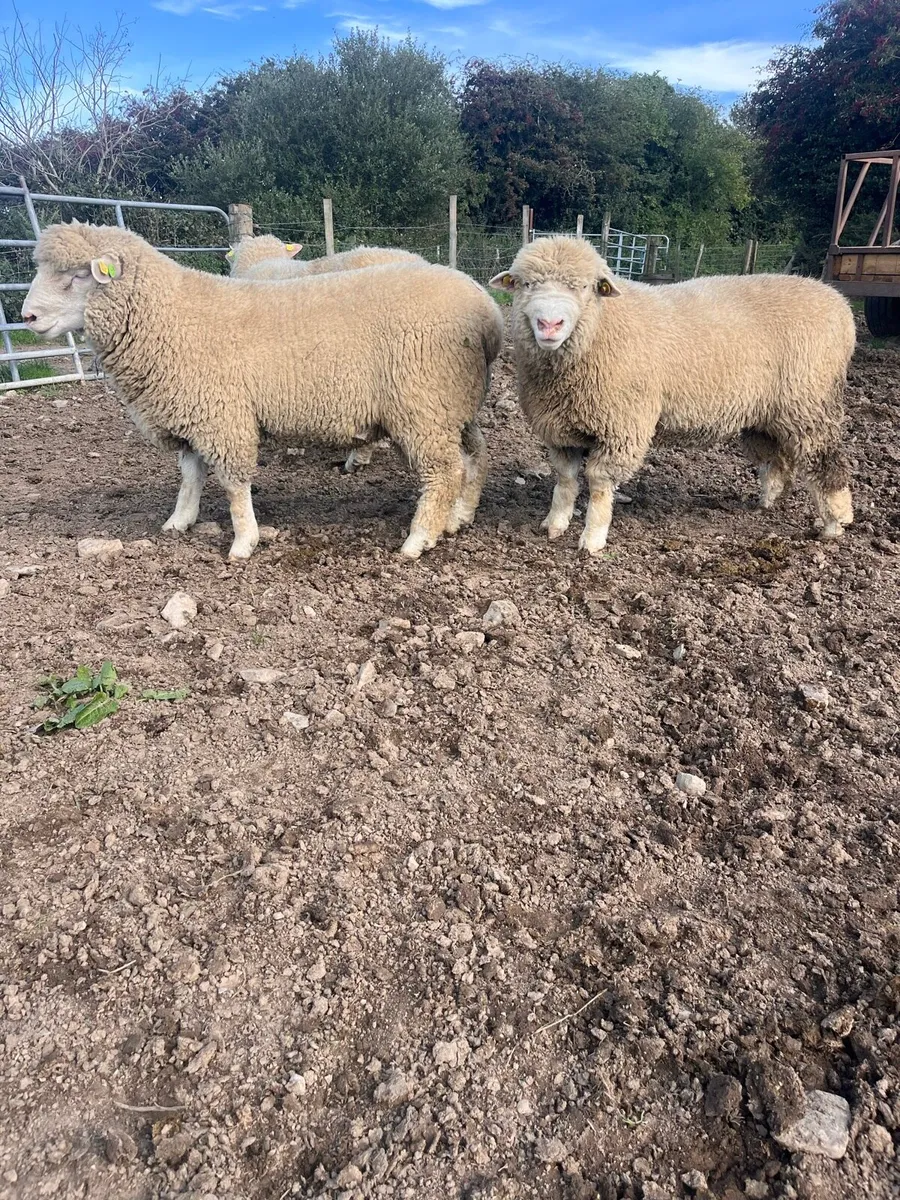 PBR polled Dorset rams - Image 2