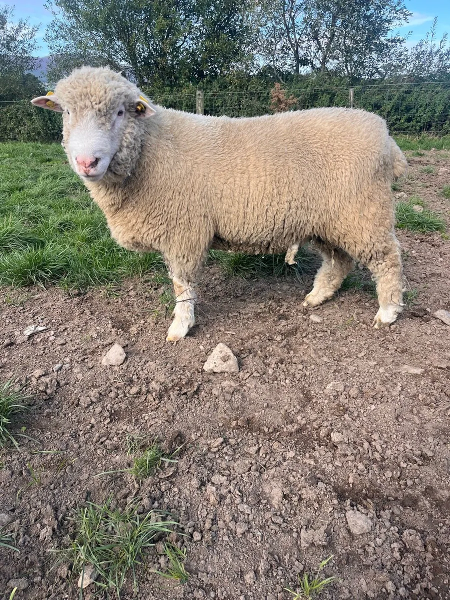 PBR polled Dorset rams - Image 4