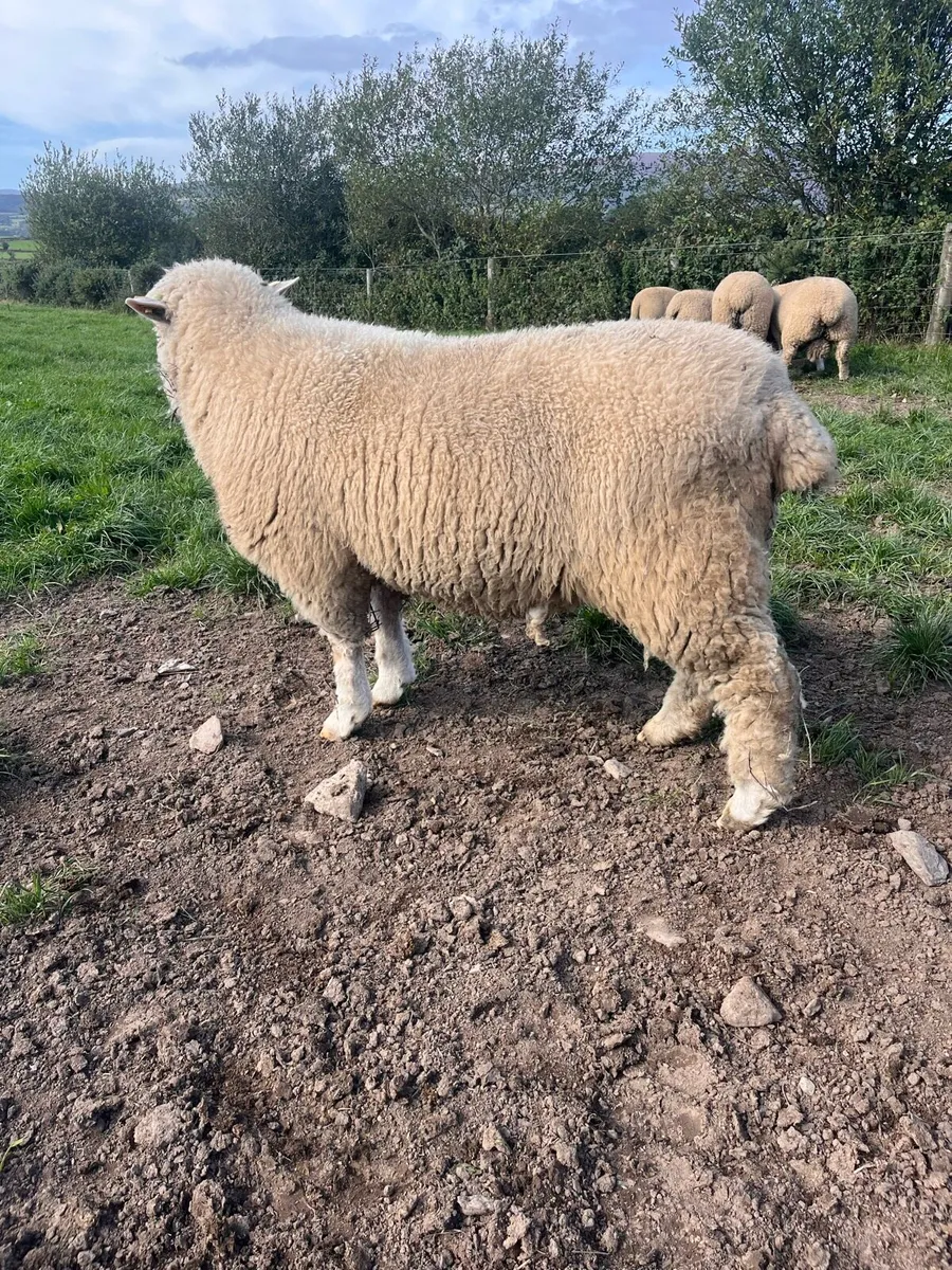 PBR polled Dorset rams - Image 3
