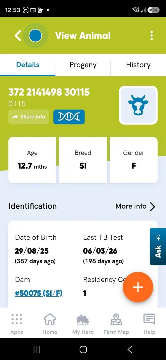 PBR Simmental Heifer - Image 3