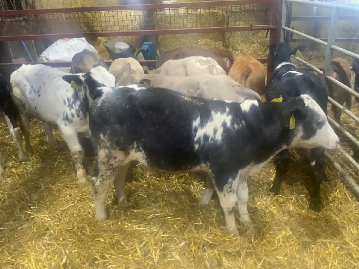 Reared Charolais bulls calves - Image 2