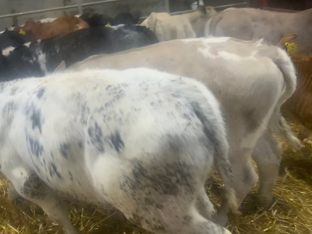 Reared Charolais bulls calves - Image 3