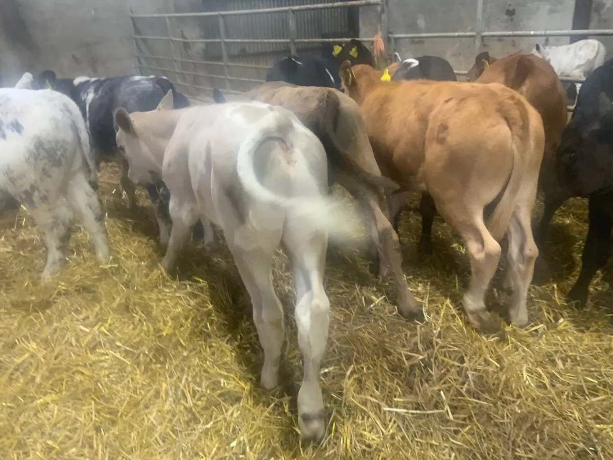 Reared Charolais bulls calves - Image 4