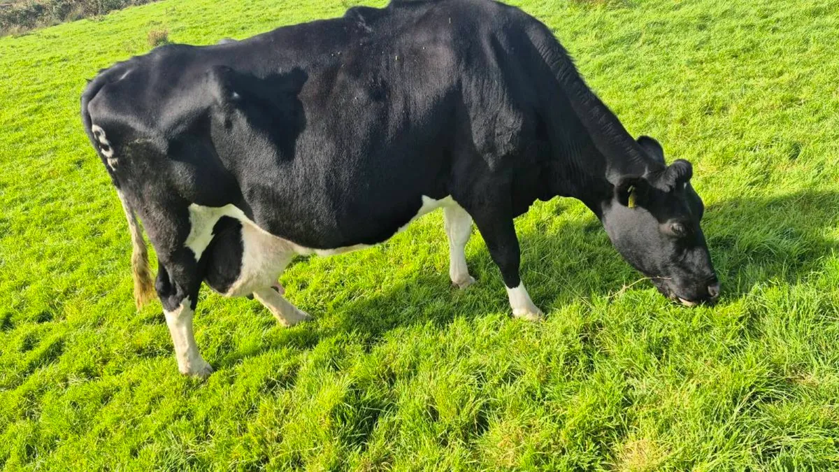 Cow and Calf - Image 3