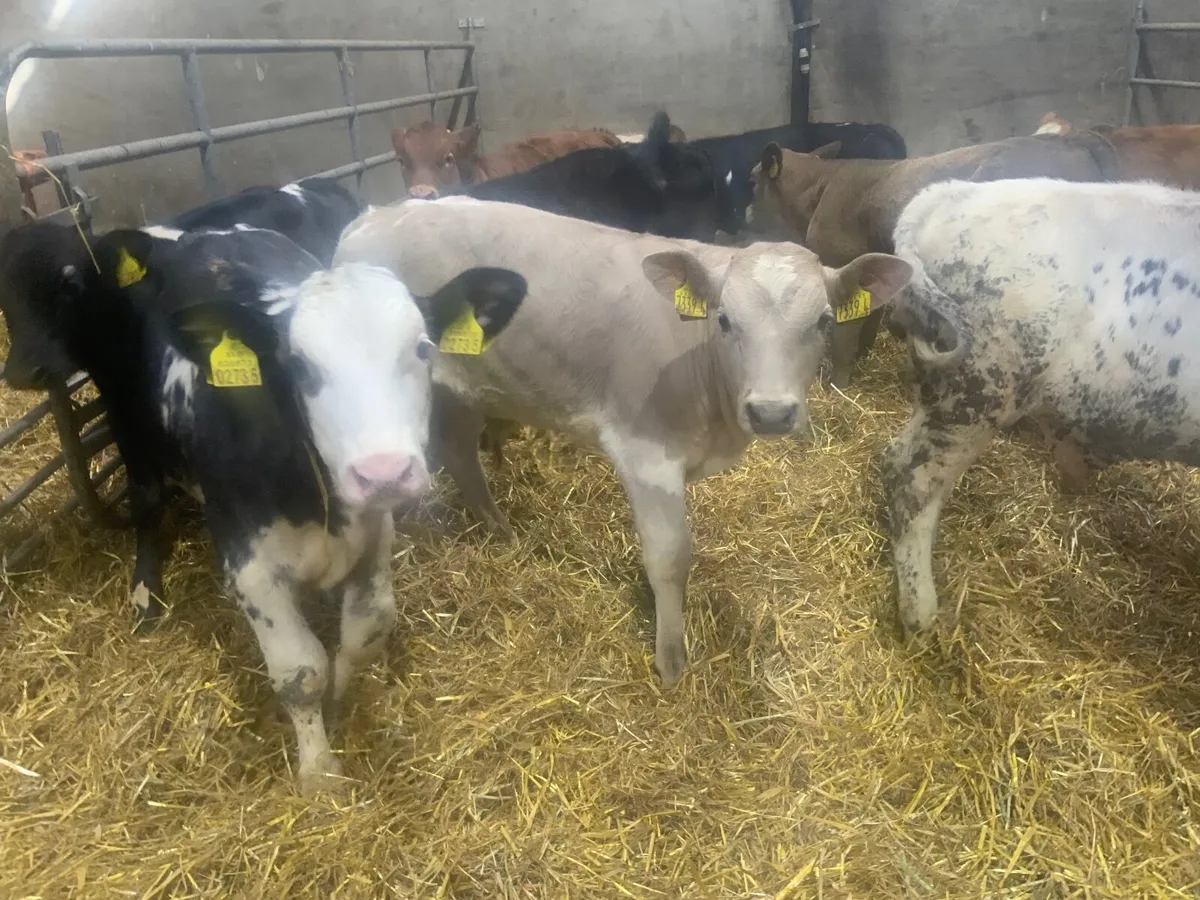 Reared Charolais bulls calves - Image 1
