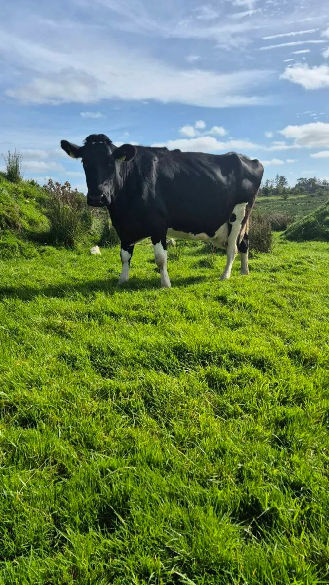 Cow and Calf - Image 1