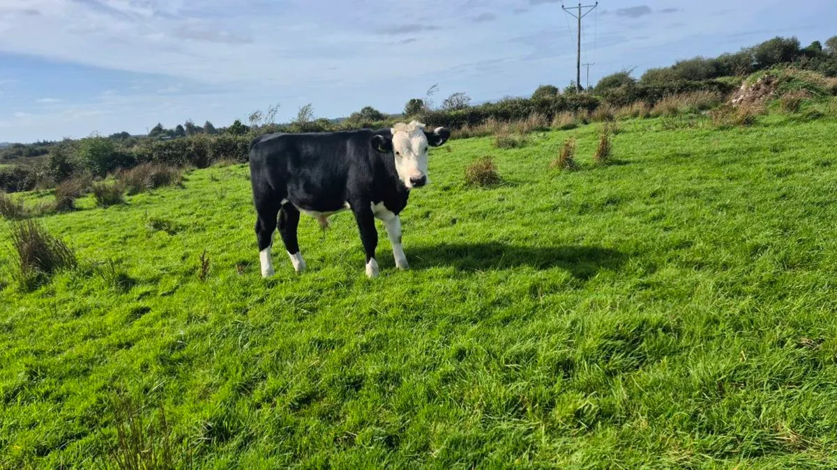 Cow and Calf - Image 2