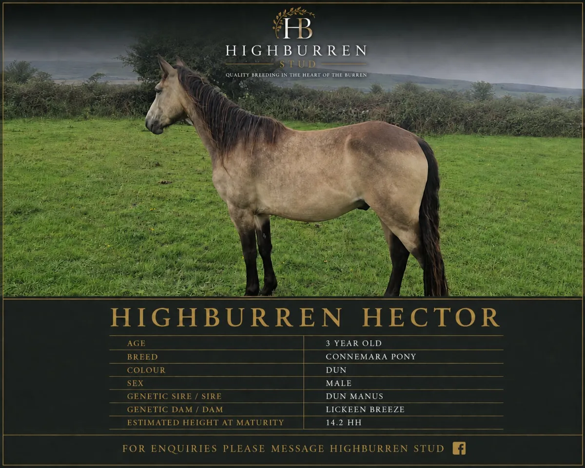 3yo Connemara Geldings - Image 1