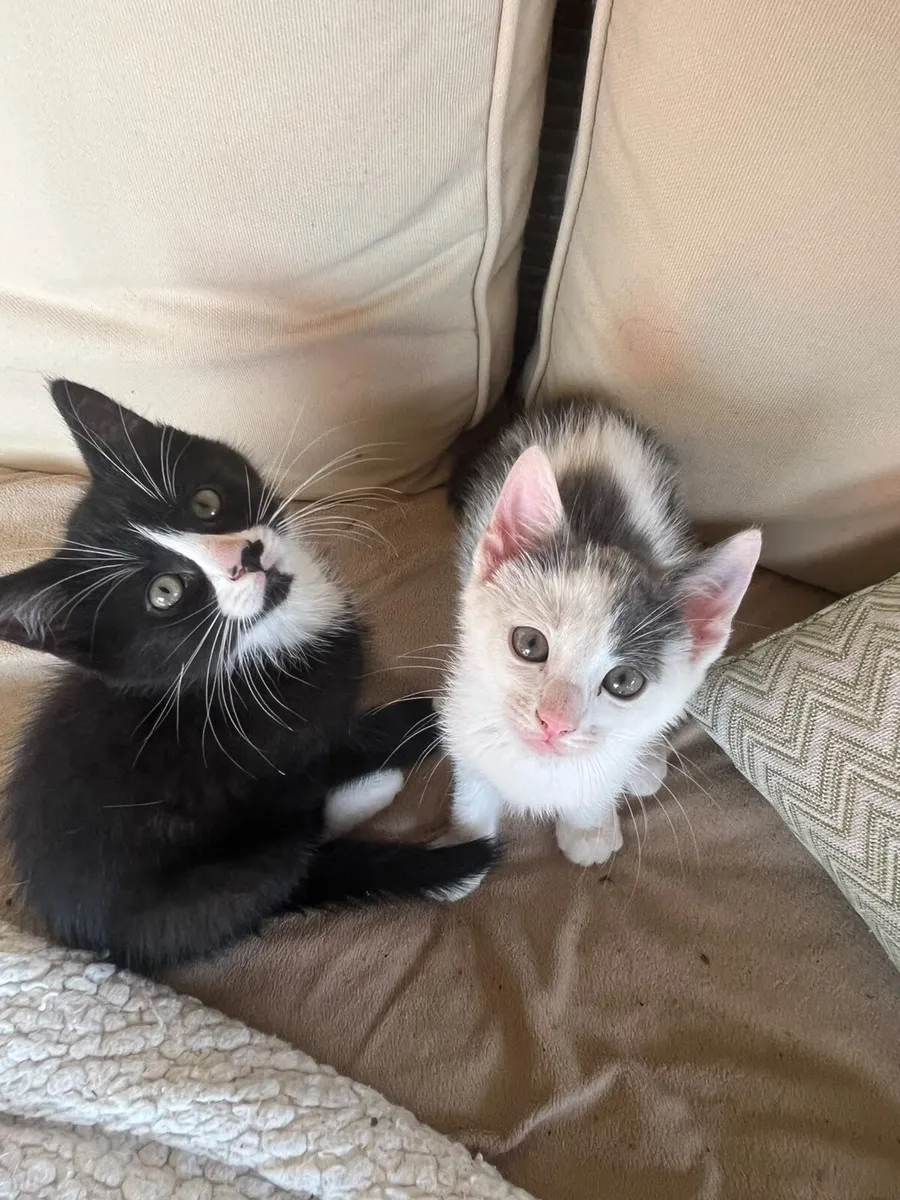 Kittens - Image 1